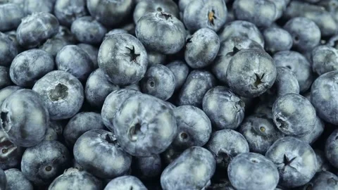 Fresh Common Blueberry A Type Of Deciduous Shrub. Stock-Footage 157628171
