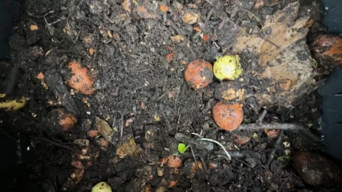 Fresh compost made of kitchen and garden leftovers, necessary in gardening. Stock Footage 281202167