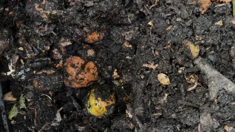 Fresh compost made of kitchen and garden leftovers, necessary in gardening. Stock Footage 281202201