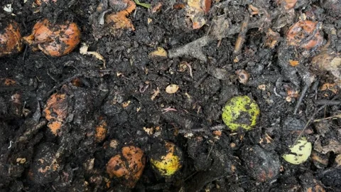 Fresh compost made of kitchen and garden leftovers, necessary in gardening. Stock Footage 281202368