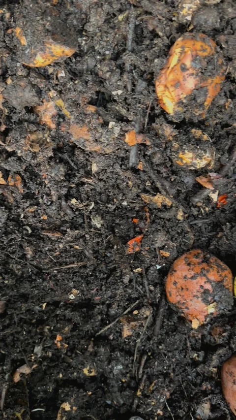 Fresh compost made of kitchen and garden leftovers, necessary in gardening. Stock Footage 281202493