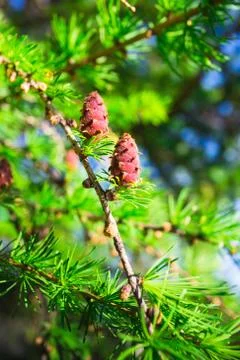 Fresh cone on a larch 스톡 사진