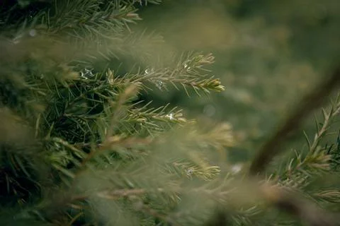 Fresh conifer branches with dewdrops after rain in soft diffused light Stock Photos