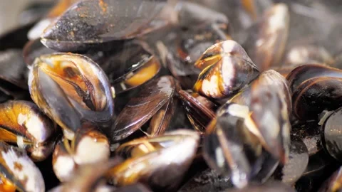 Fresh cooked mussels in the shell full frame close up Stock Footage 228996753