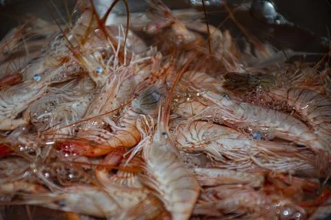 Fresh  cooked  prawns/shrimps   in  pot   boiling Stock Photos