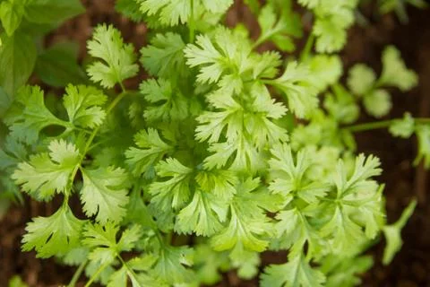Fresh Coriander Leaf 스톡 사진