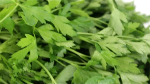 Fresh coriander leaves Stock Footage 316545829