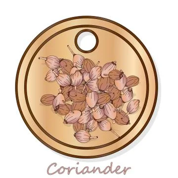 Fresh coriander or cilantro herb.Coriander powder in the cup. Vector illustra Stock Illustration