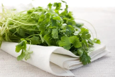 Fresh coriander Stock Photos