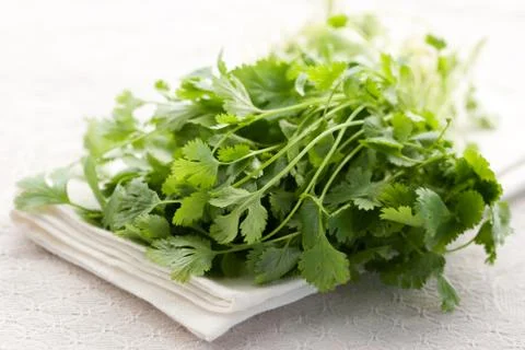 Fresh coriander Stock Photos