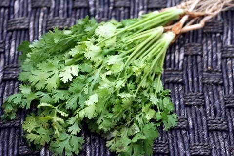 Fresh coriander Stock Photos
