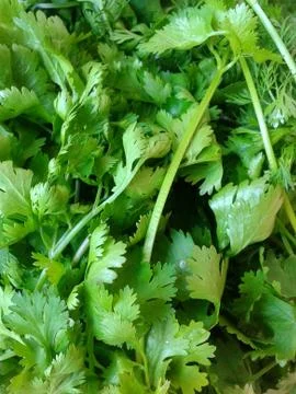 Fresh coriander Stock Photos