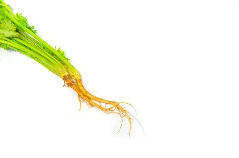 Fresh coriander root Stock Photos