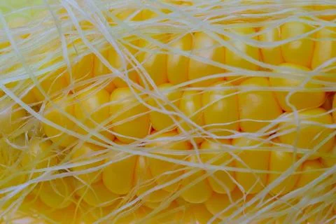 Fresh corn and corn stigma close up Stock Photos