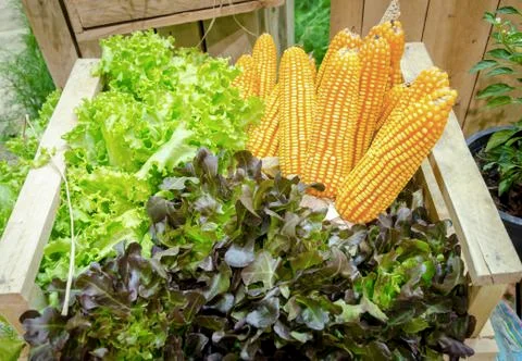 Fresh corn and vegetables on the table in the garden Stock Photos