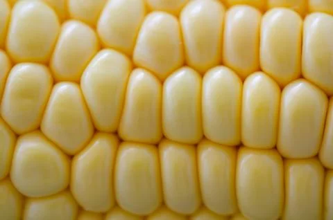 Fresh corn background Stock Photos
