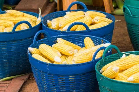 Fresh corn in basket Stock Photos