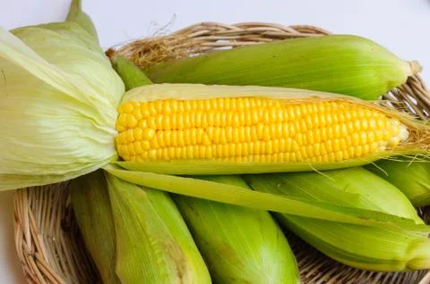 Fresh corn in basket on white background Stock Photos