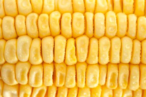Fresh corn closeup Stock Photos