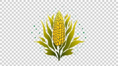 Fresh corn on the cob, Cartoon kernels maize, Green corncob with leaf Illustrazione stock