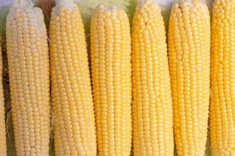 Fresh corn on the cob, close-up, stacked Stock Photos