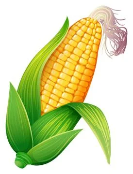 Fresh corn on the cob Illustration