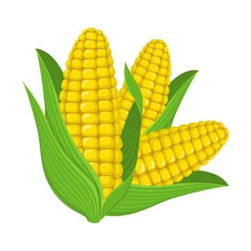 Fresh corn cob isolated on white background. Corn icon for market. Vector. Stock Illustration