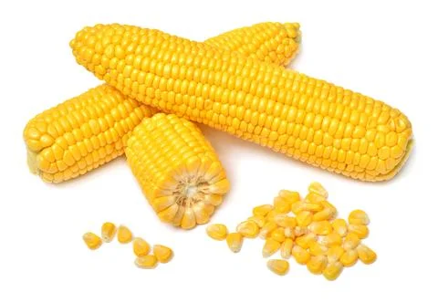 Fresh corn cob isolated on white background Stock Photos