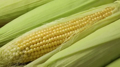 Fresh corn on the cob kernels close up Stock Footage 172141887