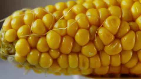 Fresh Corn Cob Macro Background with Smooth Horizontal Camera Motion. 库存影片 340028490