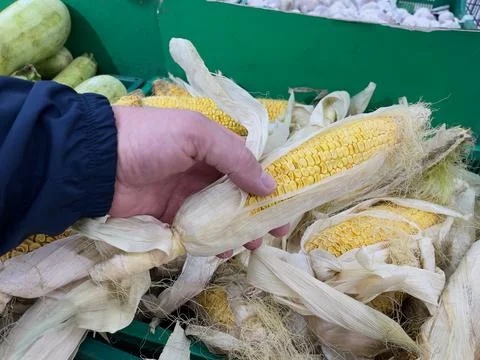 Fresh corn on the cob in a man's hands. Organic products. Stock Photos