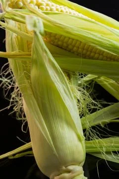 Fresh corn on the cob over a black background Stock Photos