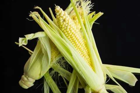Fresh corn on the cob over a black background Stock Photos