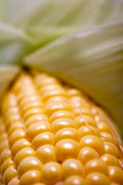 Fresh corn on the cob Stock Photos