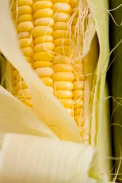 Fresh corn on the cob Stock Photos