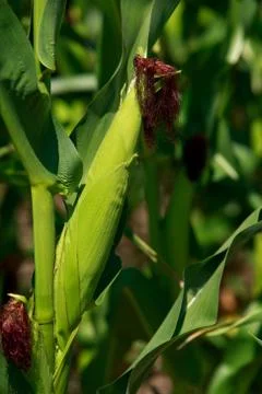 Fresh corn cob Stock Photos