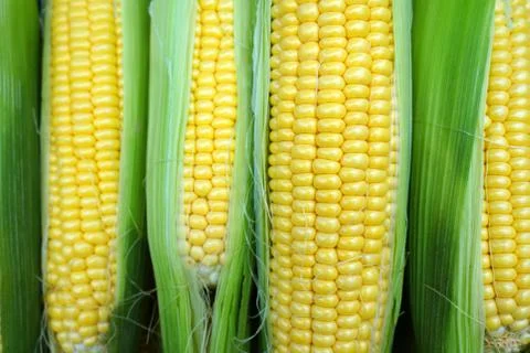 Fresh corn on the cob Stock Photos