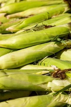 Fresh Corn on the Cob Foto stock