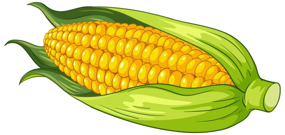 Fresh Corn on the Cob Vector Illustration with Green Husk Stock Illustration