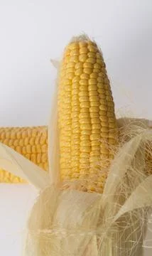 Fresh corn in cob on white background. Stock Photos