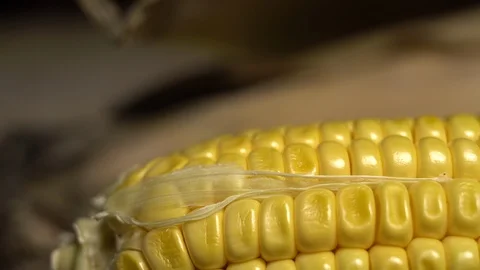 Fresh corn cob wrapped in green leaves.  Ripe yellow corn cobs. Stock Footage 116272912