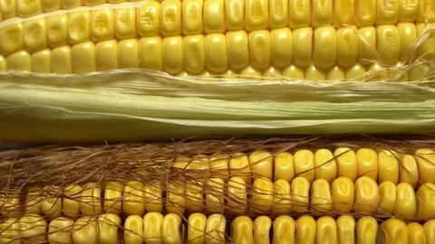 Fresh corn cob wrapped in green leaves.  Ripe yellow corn cobs. Stock Footage 116273116