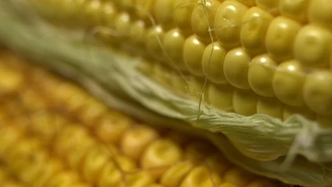 Fresh corn cob wrapped in green leaves.  Ripe yellow corn cobs. Stock Footage 116273681