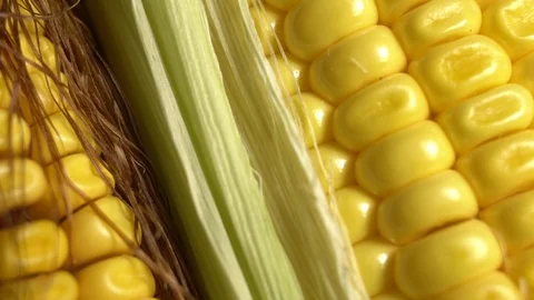 Fresh corn cob wrapped in green leaves.  Ripe yellow corn cobs. Stock Footage 116274194