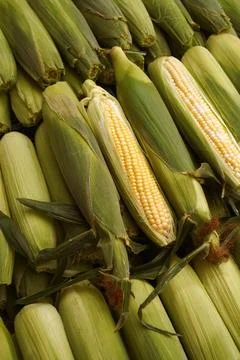 Fresh corn cobs as background. Ripe corn heads with corn whiskers and leaves. Stock Photos