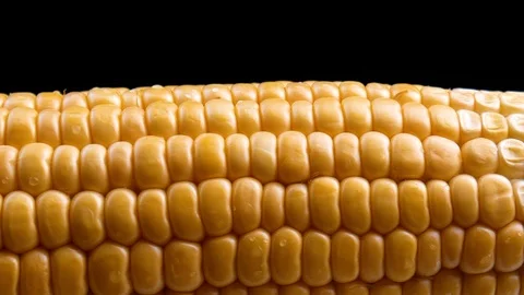 Fresh corn on cobs on black background. Stock-Footage 122187595