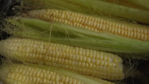 Fresh corn cobs boiling in a saucepan on the kitchen stove Video stock 337121981