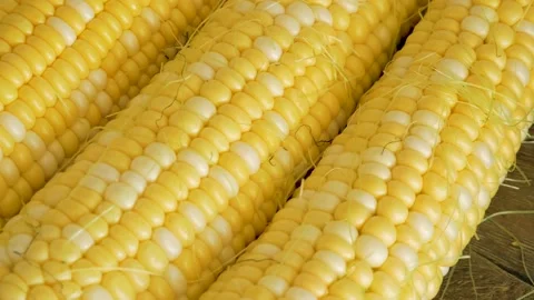 Fresh corn cobs close-up on wooden background. Stock Footage 159244745
