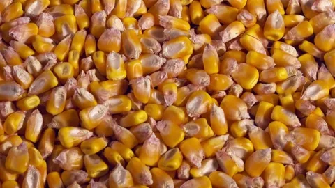 Fresh corn cobs closeup slow motion agriculture seed 4k A wooden spoon with.. Stock Footage 270466400
