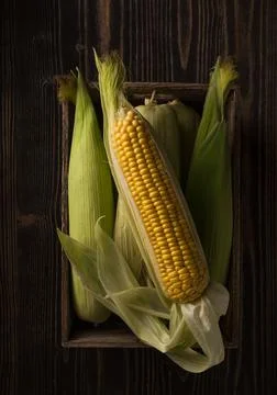 Fresh corn cobs on the dark rough wooden table. Still life in da Stock Photos